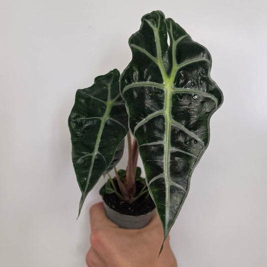 Mini Alocasia Polly