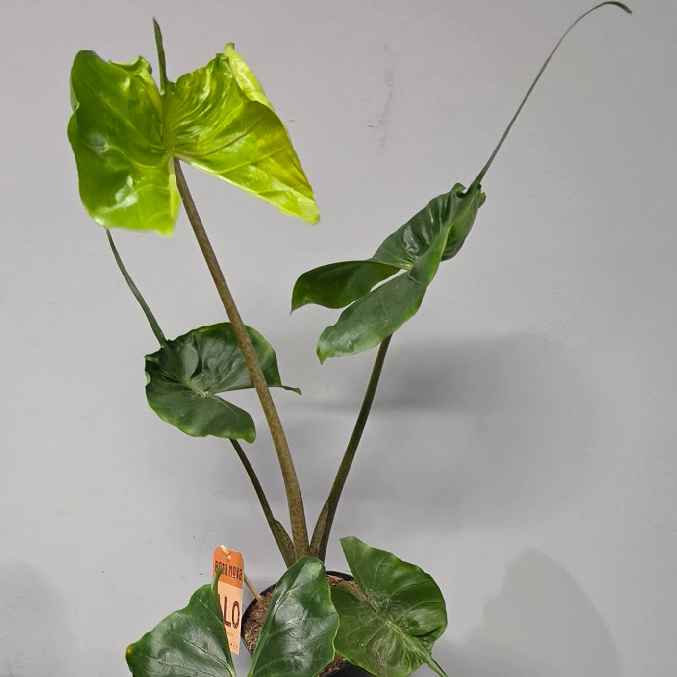 Alocasia Stingray