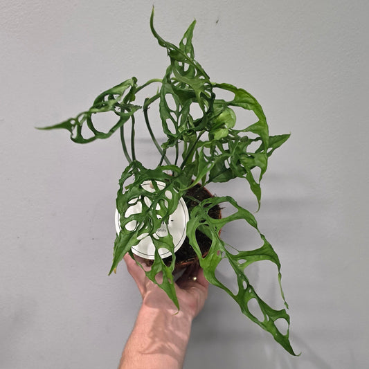 Monstera Obliqua Peru