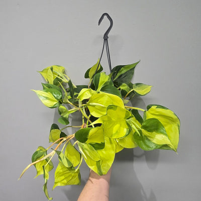 Hanging - Philodendron Scandens Brasil