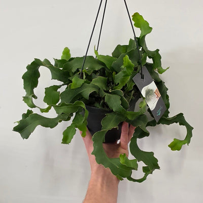 Hanging Epiphyllum Orchid Cactus