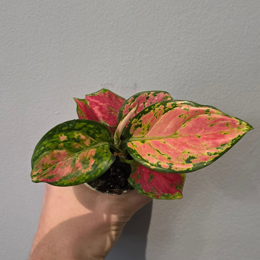 Mini Aglaonema Lucky Red