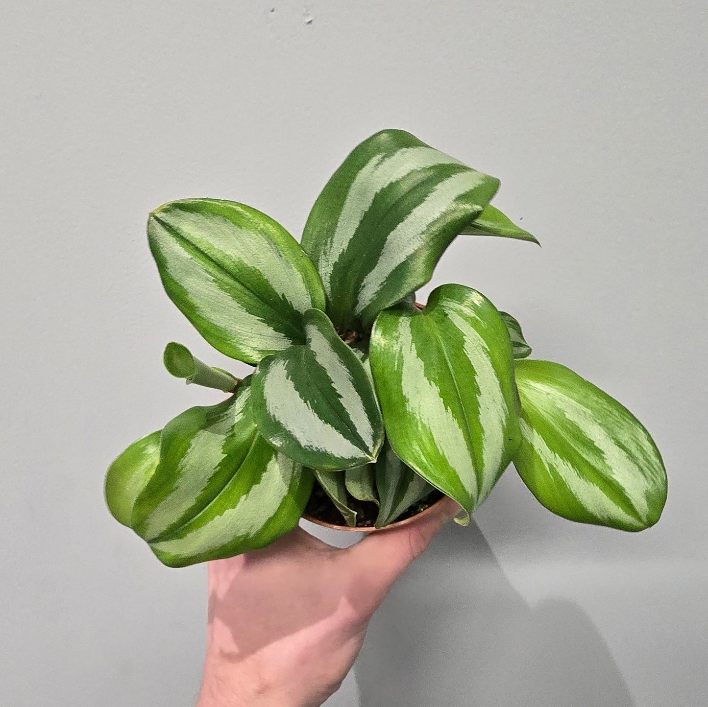 Scaphochlamys Scintillans 'Ooi' - Grade B