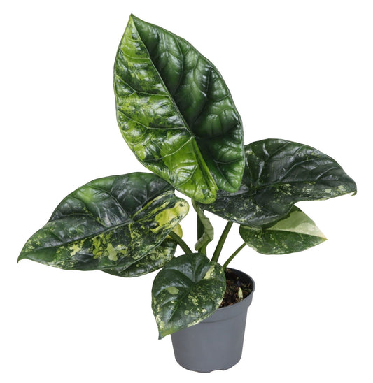 Alocasia Sinuata Aurea Variegata - Pick Date 6th
