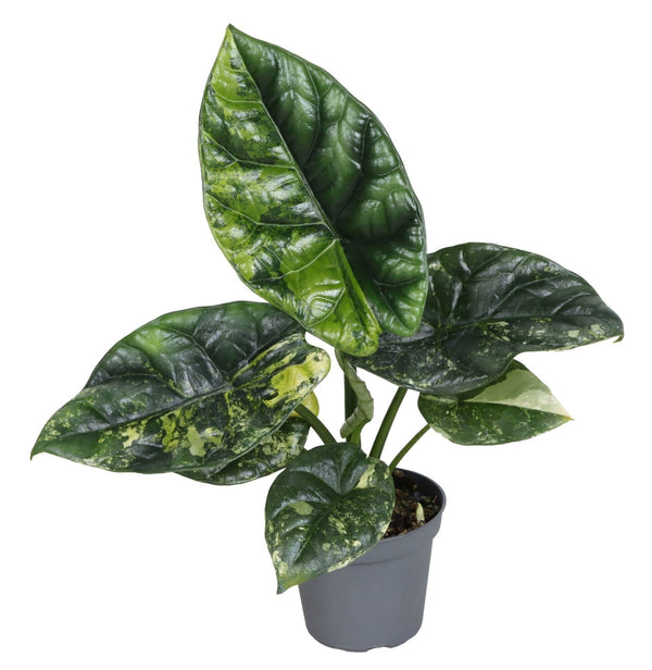 Alocasia Sinuata Aurea Variegata - Pick Date 6th