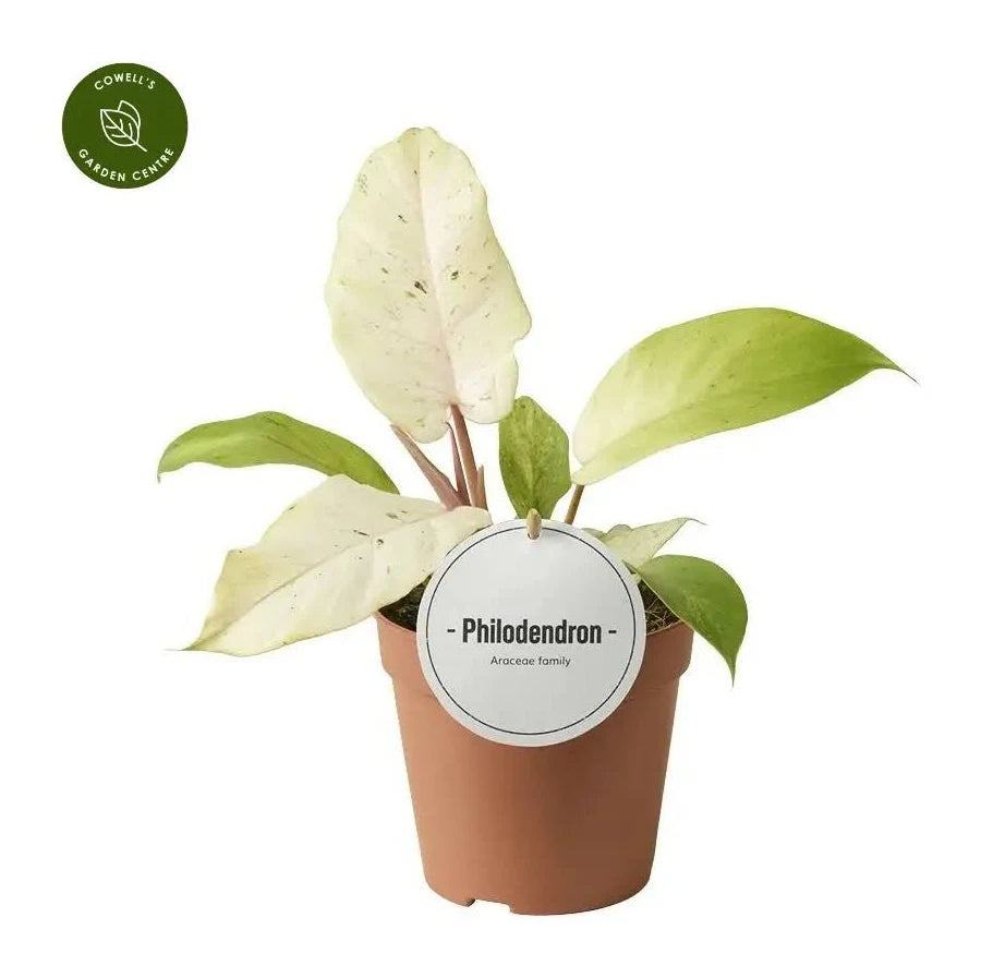 Philodendron Snowdrift Varigated