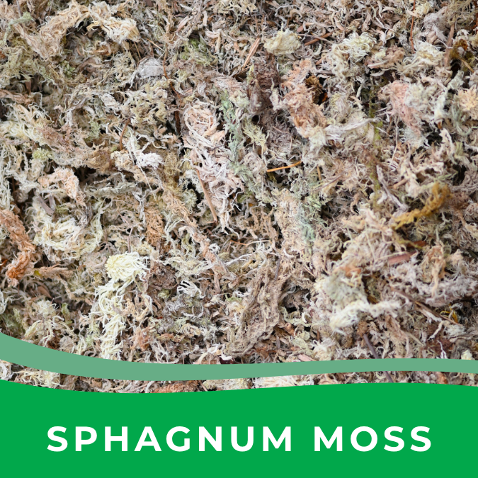Sphagnum Moss