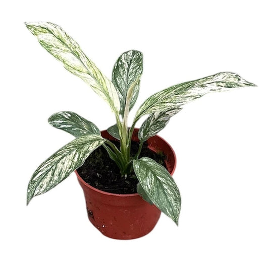 Spathiphyllum Sensation Variegated