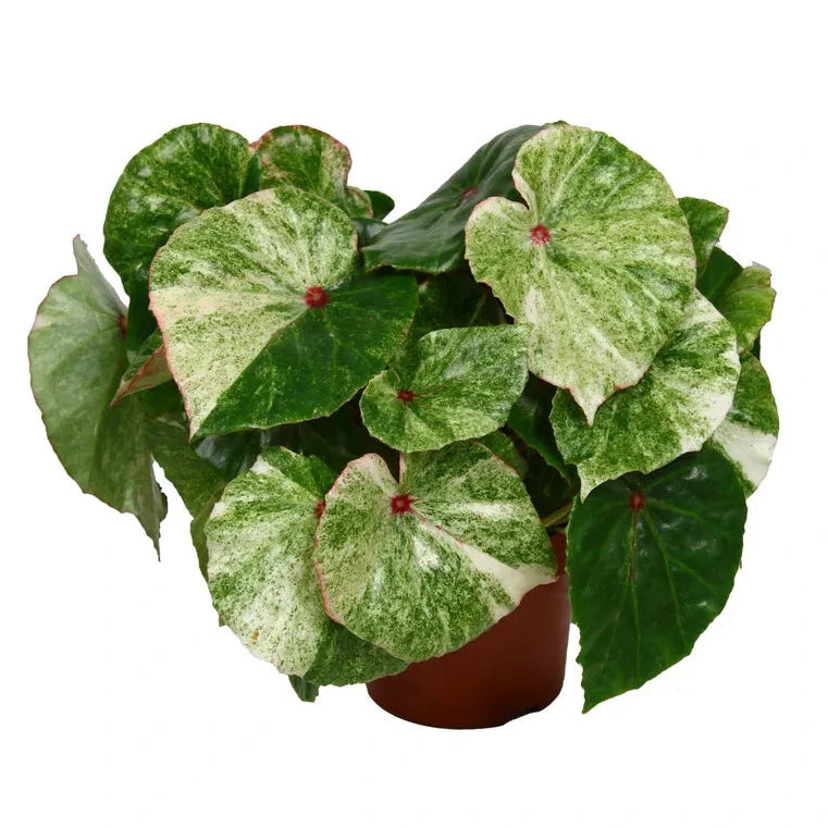 Begonia Rouge Variegated